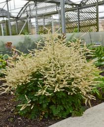 Aruncus x Chantilly Lace
