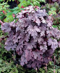 Heucherella x Plum Cascade