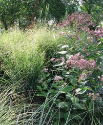 Panicum virgatum Summer Sunrise