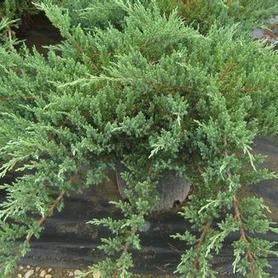 Sargent's Juniper
