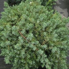 Shore Juniper