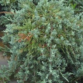 Blue Rug Juniper