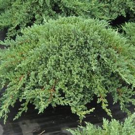 Dwarf Japanese Garden Juniper