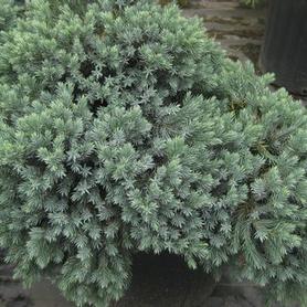 Blue Star Single Seed Juniper
