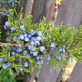 Eastern Redcedar