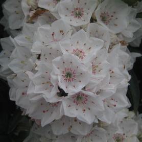 Mountain Laurel