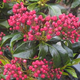 Mountain Laurel