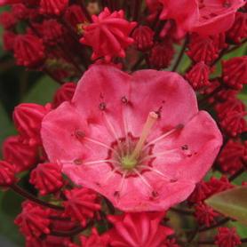 Mountain Laurel