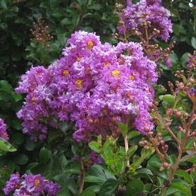 Crapemyrtle