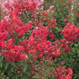 Crapemyrtle
