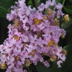 Crapemyrtle