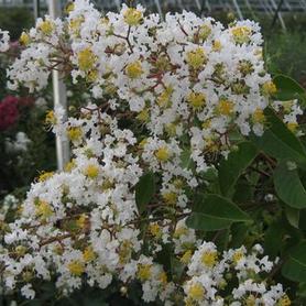 Crapemyrtle
