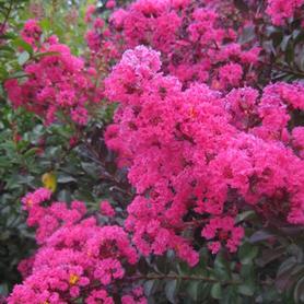 Crapemyrtle