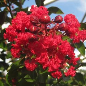 Crapemyrtle