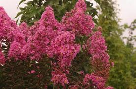 Crapemyrtle