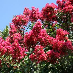 Crapemyrtle