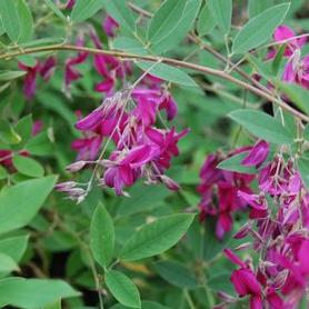 Bush Clover