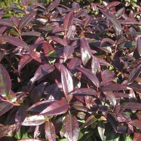Coast Leucothoe