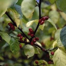 Spicebush