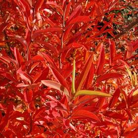 Greybush Spicebush