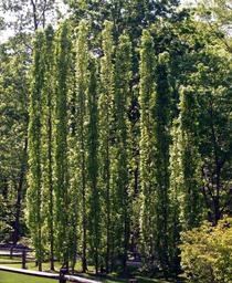 American Sweetgum