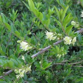 Privet Honeysuckle