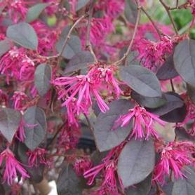 Chinese Fringe Flower