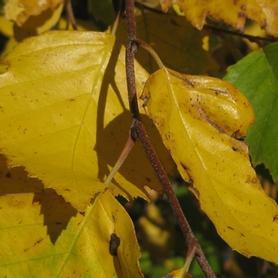 Riverbirch