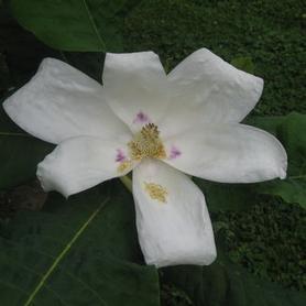 Ashe Magnolia