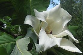 Bigleaf Magnolia
