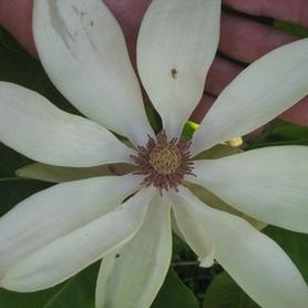 Umbrella Magnolia