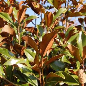 Southern Magnolia