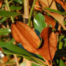 Southern Magnolia