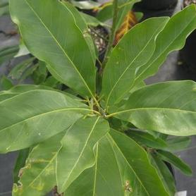 Sweetbay Magnolia