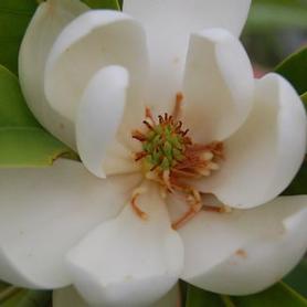 Sweetbay Magnolia