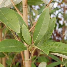 Sweetbay Magnolia