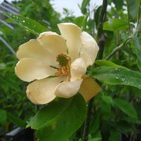 Sweetbay Magnolia