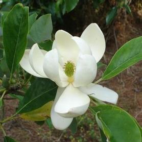 Sweetbay Magnolia