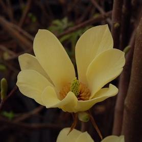 Magnolia
