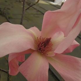 Magnolia