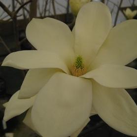 Magnolia