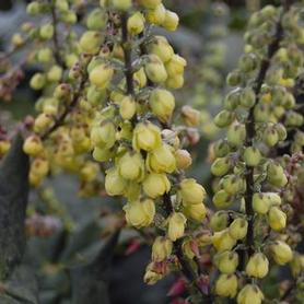 Leatherleaf Mahonia