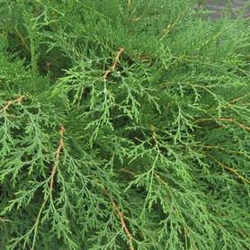 Russian Arborvitae