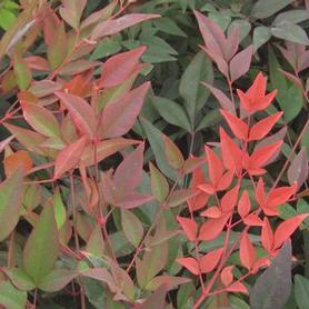 Heavenly Bamboo
