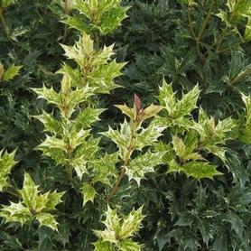 Holly Tea Olive