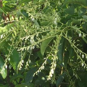 Sourwood