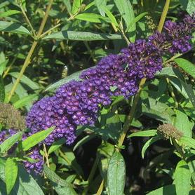 Butterfly Bush