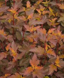 Ninebark