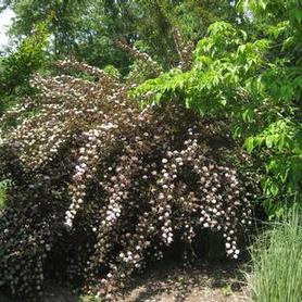 Ninebark