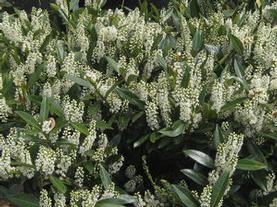 Common Cherry Laurel